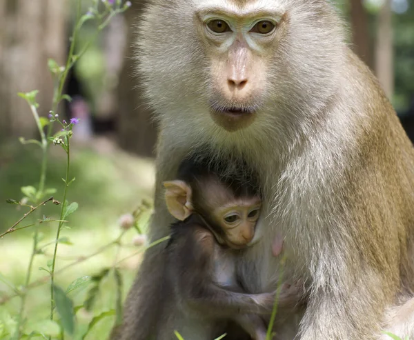 野生猴宝宝 妈妈在野外 — 图库照片