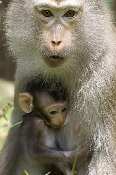 Bébé Singe Avec Mère Dans Nature — Photo