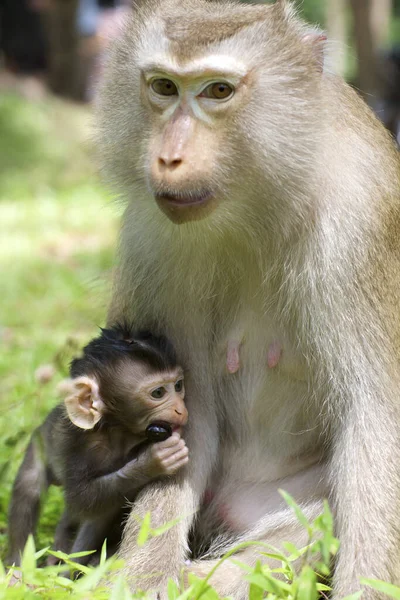 野生猴宝宝 妈妈在野外 — 图库照片