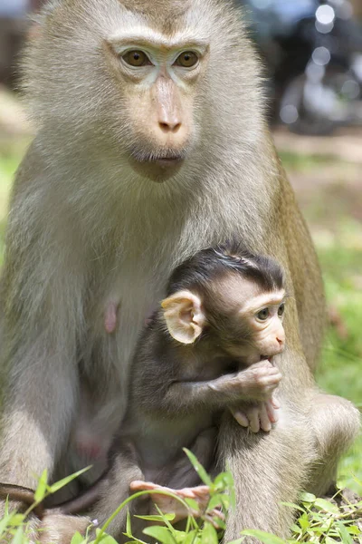Malá Opice Matkou Divočině — Stock fotografie