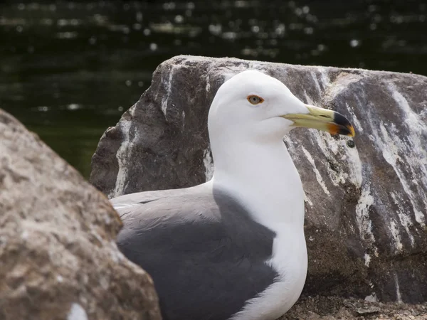 Profil Gros Plan Une Goéland Bec Cerclé Latin Larus Delawarensis — Photo