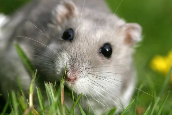 Hamster Kerdil Dalam Closeup — Stok Foto