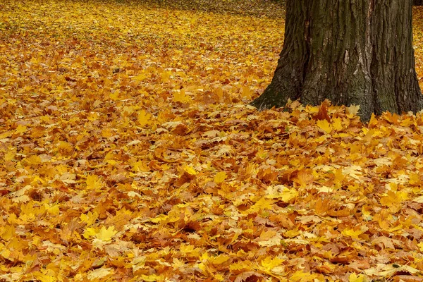 Φθινόπωρο Κίτρινο Και Πορτοκαλί Φύλλα Στο Έδαφος Στο Πάρκο — Φωτογραφία Αρχείου