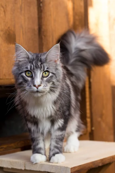 Silver Maine Coon Cat — Stock Photo, Image