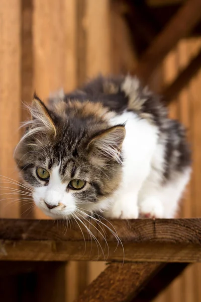 Jong Maine Coon Kat Loeren Houten Plank — Stockfoto