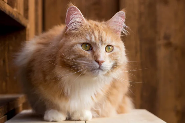 Red Maine Coon Gato — Fotografia de Stock