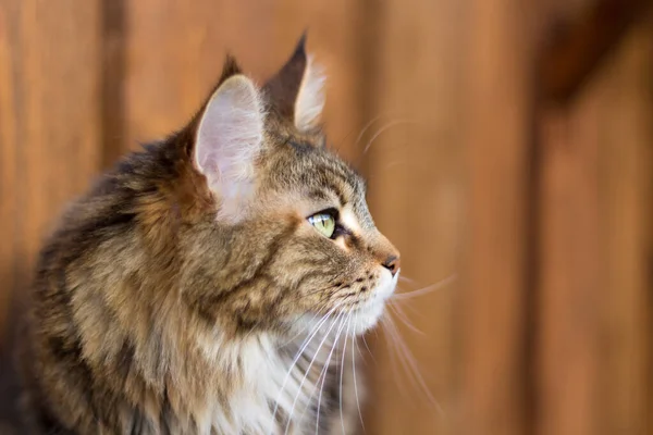 Maine Coon Chat Dans Profil — Photo