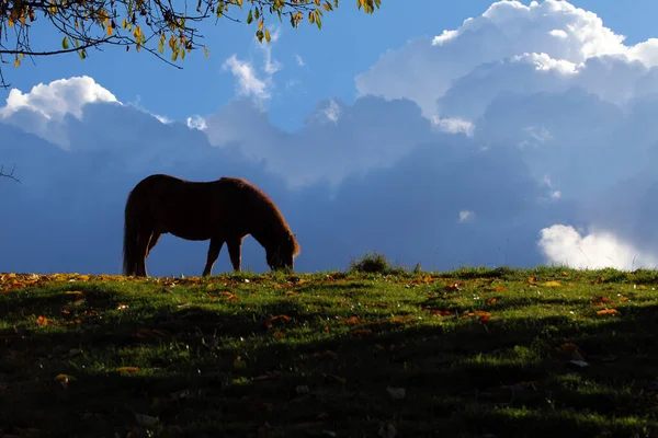Horse Grazing Front Thunderclouds – stockfoto