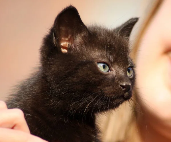 Черные Кошки Щенок Крупном Плане — стоковое фото