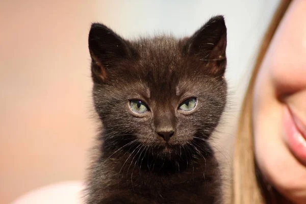 Black Cats Puppy Closeup — Stock Photo, Image