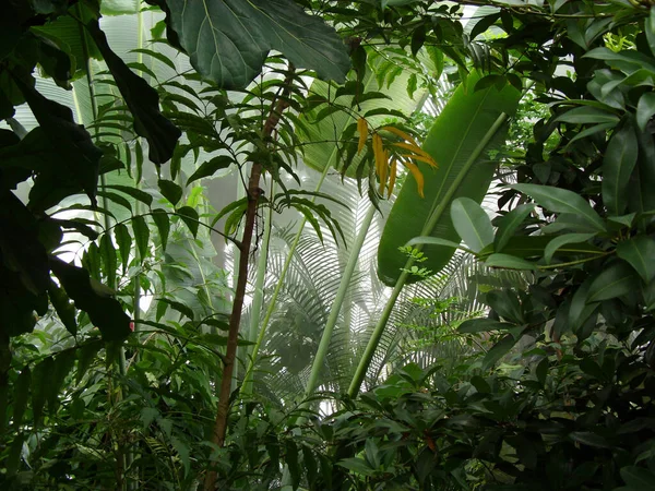 Blick Auf Den Tropischen Regenwald — Stockfoto
