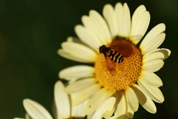 Close Zicht Wespeninsecten Macro Shot — Stockfoto