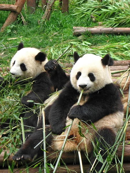 Pandas Gigantes Adultos Comiendo Bambú Chengdu Giant Panda Research —  Fotos de Stock