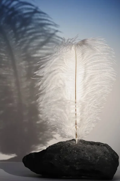 Siyah Arkaplandaki Bir Tüyü Kapat — Stok fotoğraf