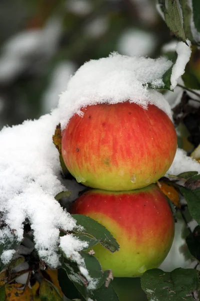 Apple Snow — Stock Photo, Image
