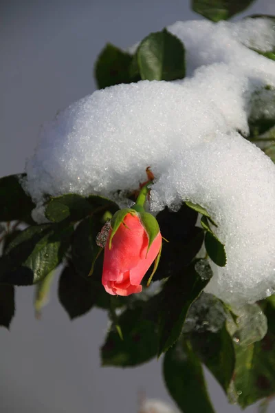 Rosa Arbusto Rosa Con Nieve — Foto de Stock