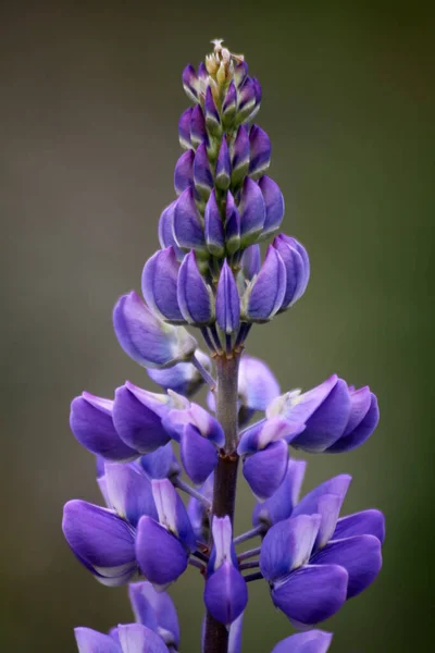 開花するルピナスや草地の植物 — ストック写真