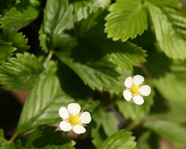 Krásný Botanický Záběr Přírodní Tapety — Stock fotografie