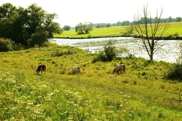 Schöne Aussicht Auf Die Natur — Stockfoto