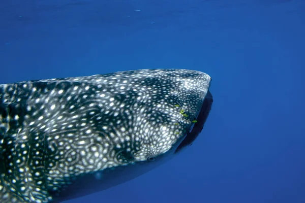 Tiburón Ballena Frente Las Seychelles — Foto de Stock