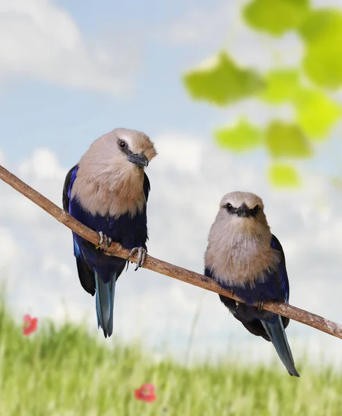 Blaubauchrollervögel Hocken — Stockfoto