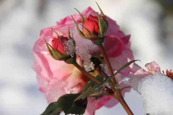 Rose Rose Avec Glace — Photo