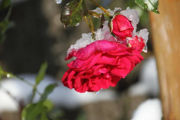 Rosa Roja Hielo — Foto de Stock