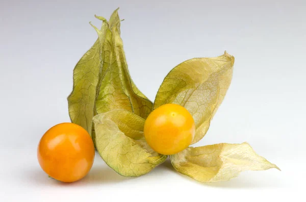 Physalis Lucerny Zavřít Pohled — Stock fotografie