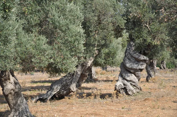 Olijfboom Natuur Flora — Stockfoto