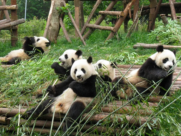 Vuxna Jättepandor Äter Bambu Chengdu Giant Panda Research — Stockfoto