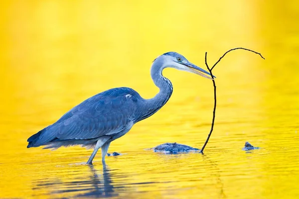 苍鹭雀鸟的自然景观 — 图库照片