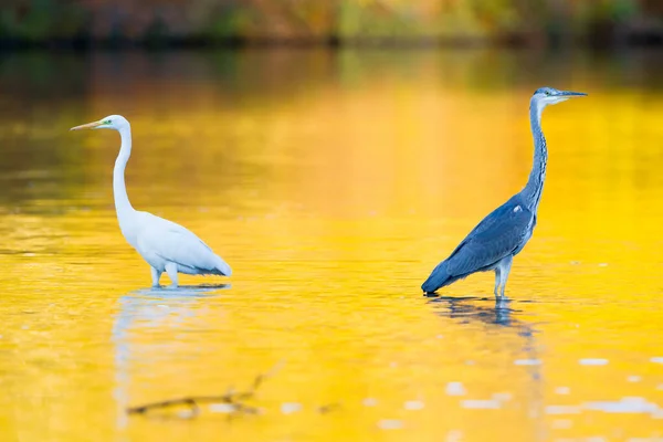 Scenic View Egrets Birds Nature — Stock Photo, Image