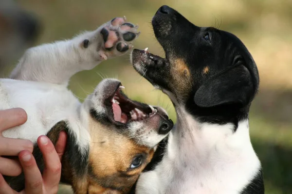 Dog Puppies Game — Stock Photo, Image