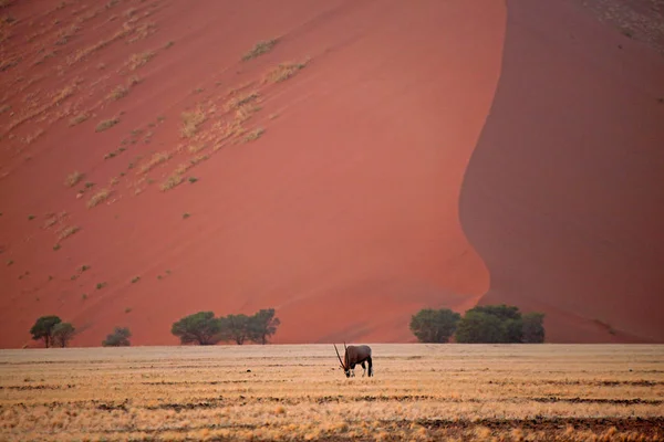 Oryx Het Namib Naukluft Park — Stockfoto