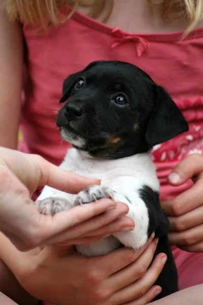 Kiskutyák Farkú Hundeblickje — Stock Fotó