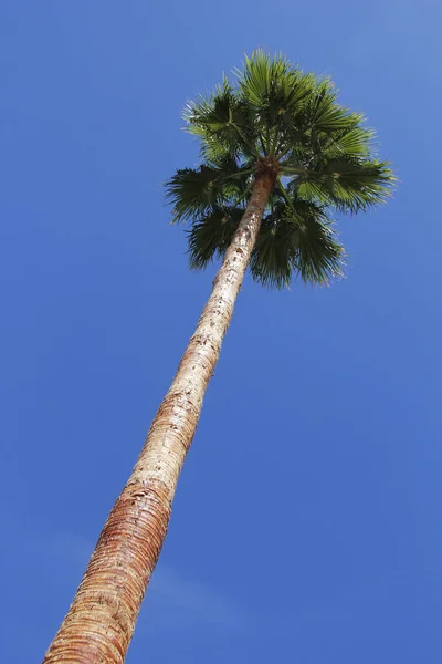 Large Palm Tree Blue Sky — Stock Photo, Image