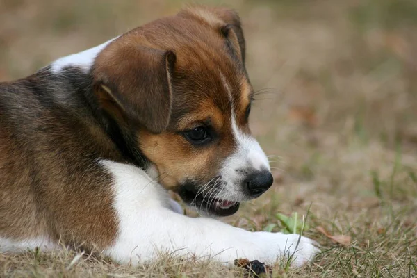 Dog Puppy Closeup — Stock Photo, Image