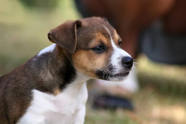 Cachorro Primer Plano — Foto de Stock