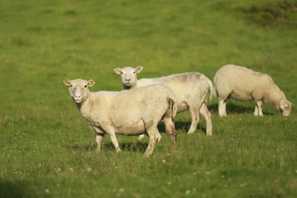 Moutons Dans Prairie — Photo