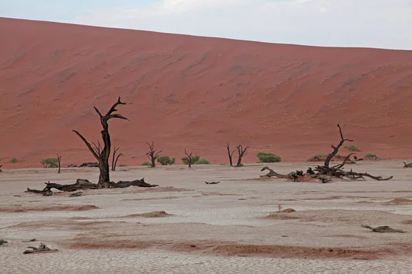 Panoramisch Uitzicht Duinen Selectieve Focus — Stockfoto