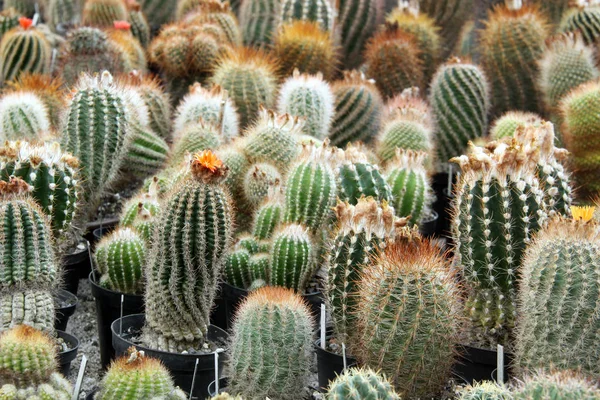 Piante Tropicali Cactus Flora Botanica — Foto Stock