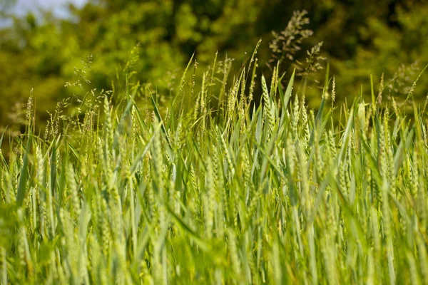 Landwirtschaft Maisfeld Ackerland Ländliche Pflanzen — Stockfoto
