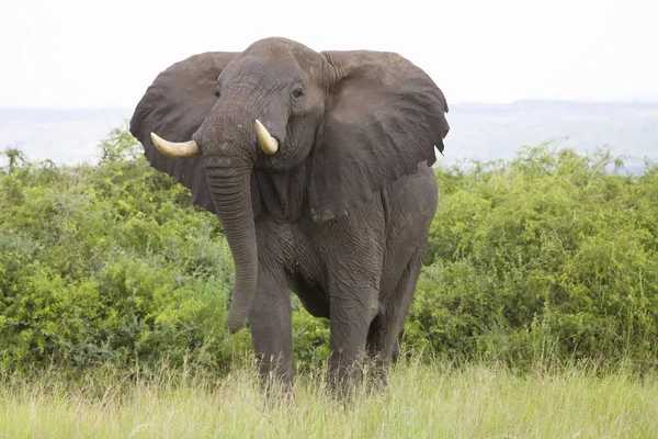 Elefante Africano Naturaleza — Foto de Stock