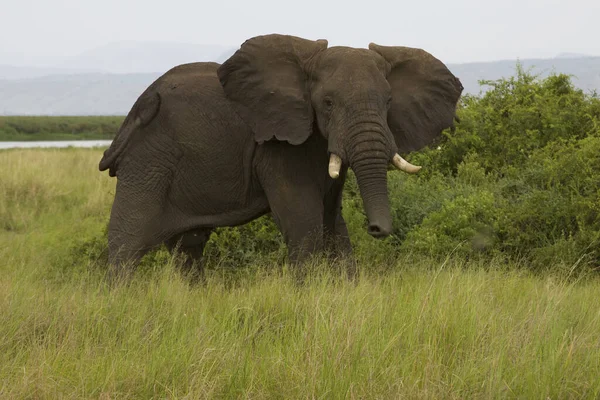 Afrikanischer Elefant Freier Wildbahn — Stockfoto