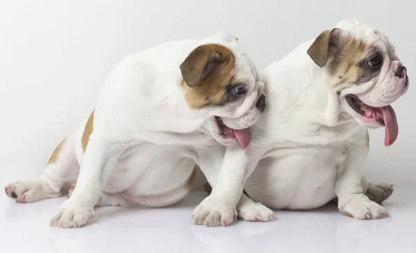 Dois Cachorros Bulldog Ingleses Sentados Juntos — Fotografia de Stock