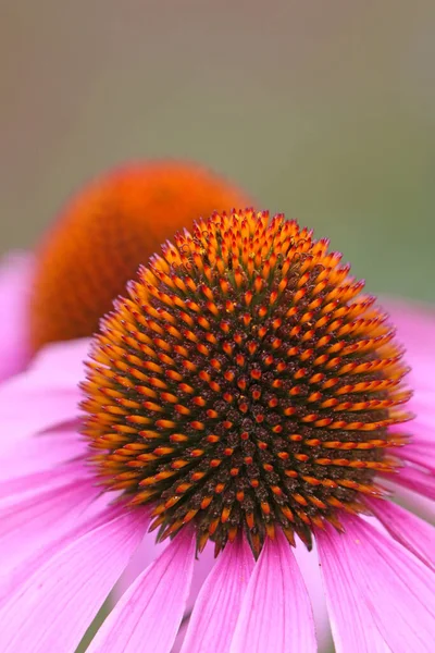 Fechar Uma Flor Margarida Rosa — Fotografia de Stock