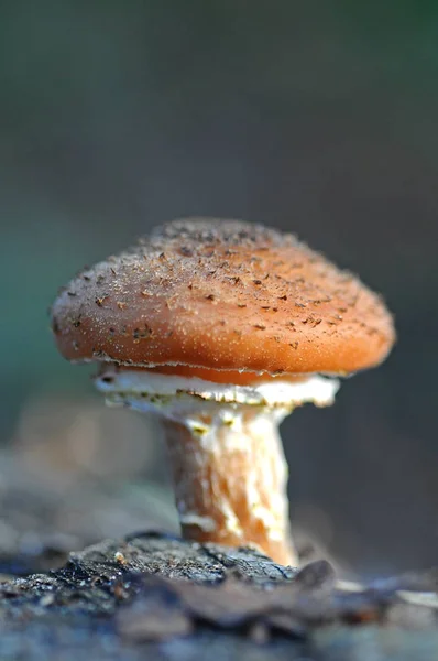 季节蘑菇 真菌植物 — 图库照片