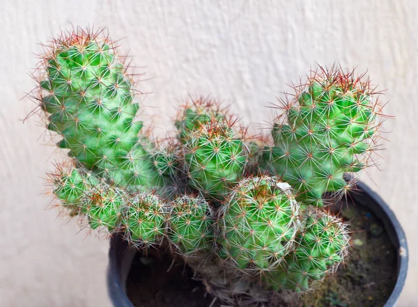 Close Van Groene Cactusplant Met Scherpe Doornen — Stockfoto