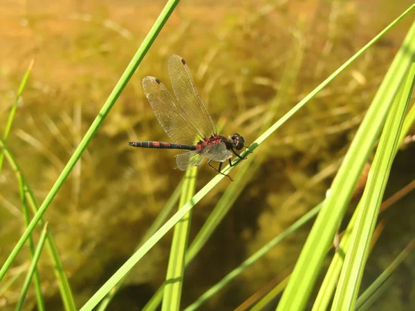 White Faced Darter Leucorrhinia Dubia — Stock Photo, Image