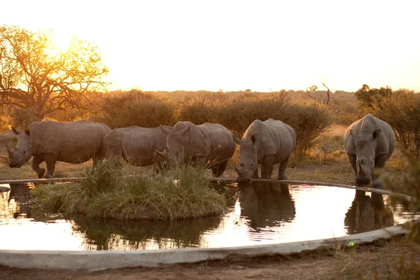 Neushoorns Bij Een Drinkplaats Kruger National Park — Stockfoto
